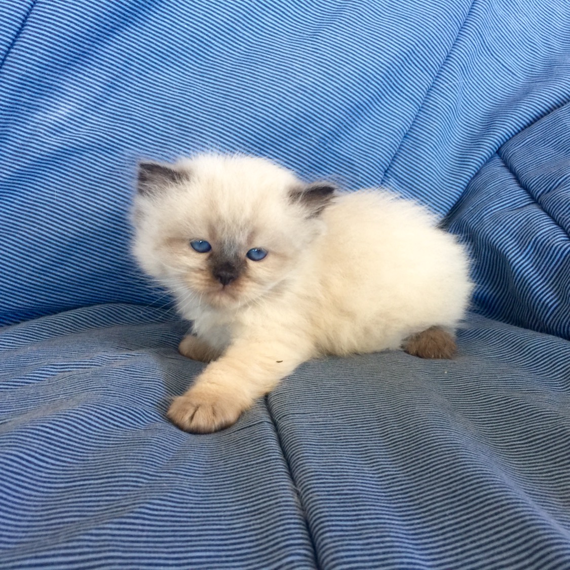 Valley Himalayans-Available--Himalayan Kittens for sale canada/US